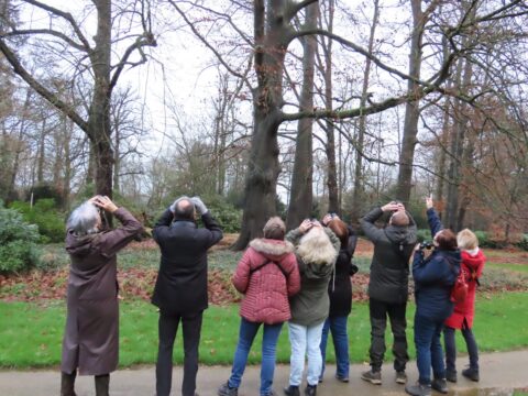 Mensen kijken omhoog in een park, mogelijk naar vogels in de bomen.