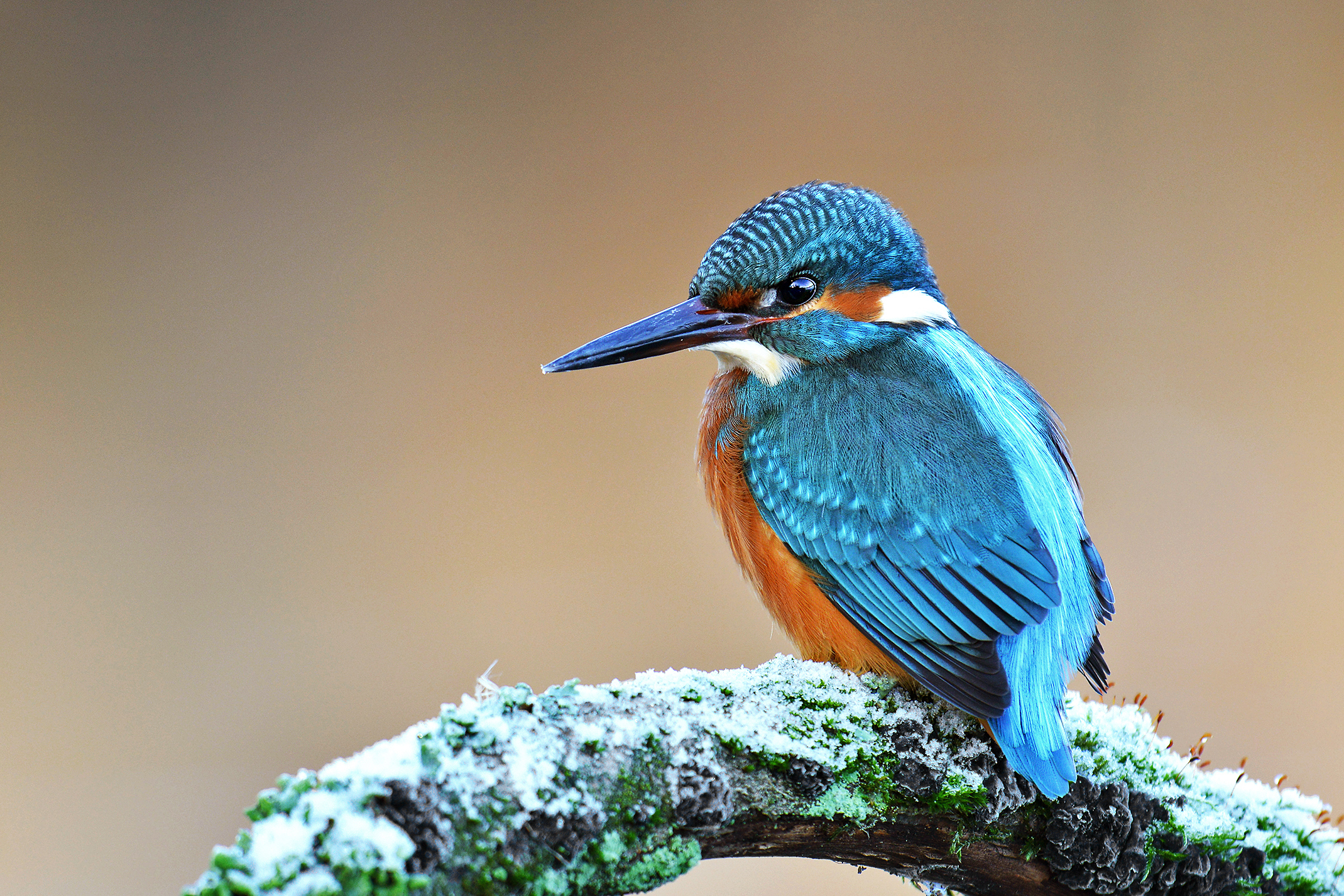 IJsvogel met blauwe en oranje veren zit op besneeuwde tak tegen een vage achtergrond.