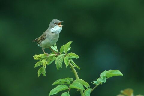 Zangvogel zingt luid op groene tak tegen een effen, donkergroene achtergrond.