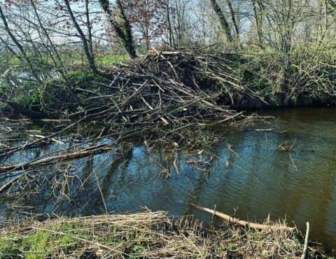 Rivier met beverburcht van takken, omringd door bomen en weerspiegeling in het water.