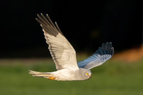 Een blauwe kiekendief vliegt laag boven een groen veld, tegen een donkere achtergrond.