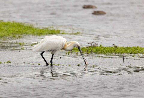 Een lepelaar vist in ondiep water met groen in de achtergrond.