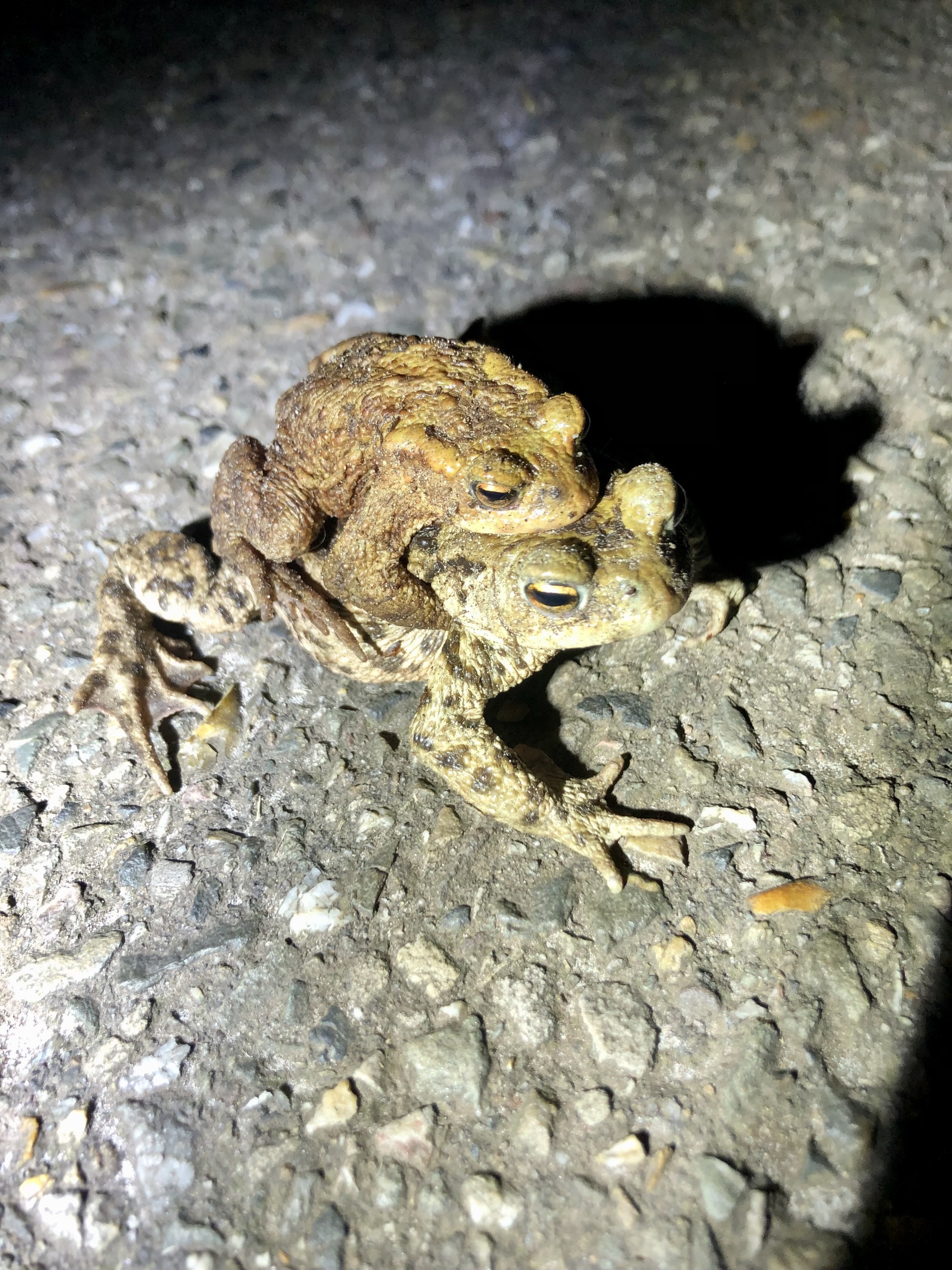 Twee padden op elkaar op een ruwe betonachtige ondergrond, 's nachts verlicht.