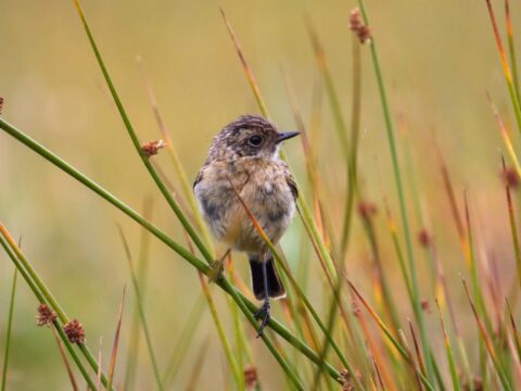 Kleine vogel rustend op een rietstengel in een natuurlijke omgeving met onscherpe achtergrond.