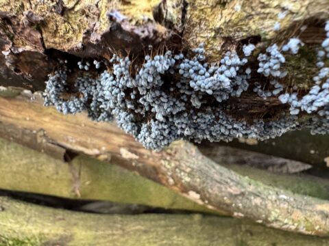 Blauwe schimmel groeit op een ruwe, verweerde boomstam in een natuurlijke omgeving.