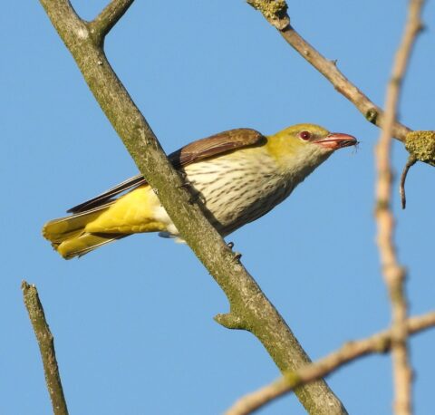 Gele vogel op een tak tegen een heldere blauwe hemel.