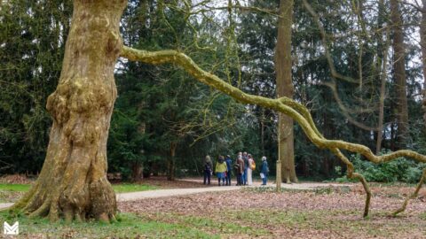 Groep mensen in een bosachtige omgeving met een grote boom en kronkelige tak op de voorgrond.