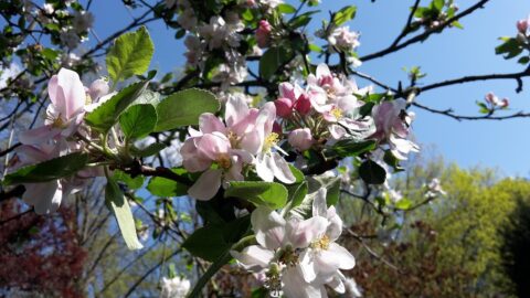 Tak met roze en witte bloesem tegen een heldere blauwe lucht.