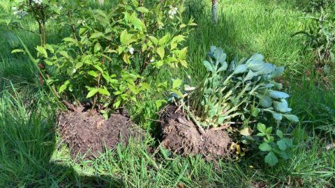 Twee uitgegraven groene planten met kluiten, liggend op gras.