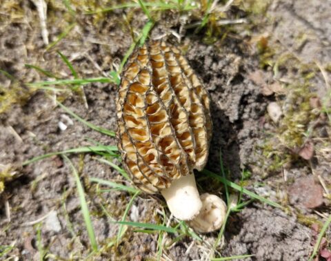 Morel paddenstoel op gras en aarde, met een kenmerkende honingraatstructuur.