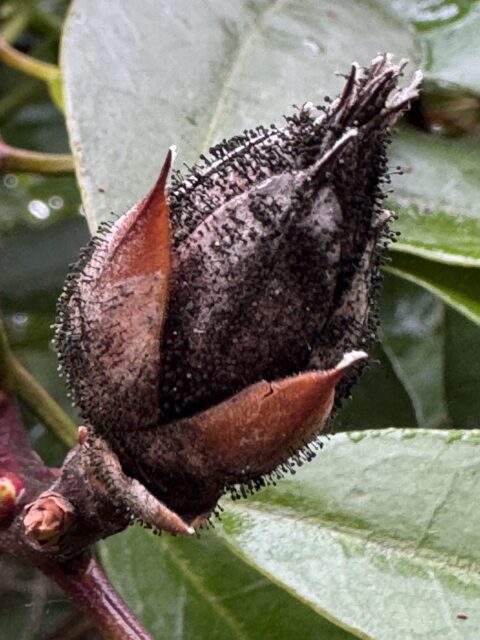 Bruin-rode plantknop met zwarte structuur tegen groene bladeren.