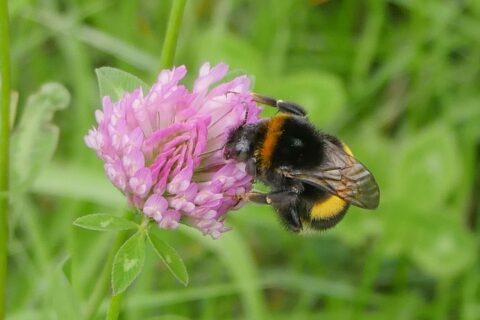 Hommel op een roze klaverbloem tegen een groene achtergrond.
