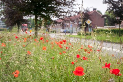 Klaprozen in gras langs een weg, met huizen en een wegwijzer op de achtergrond.