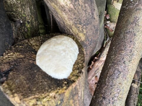 Witte paddenstoel op boomstam tussen takken en herfstbladeren.