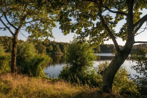 Boomrijke oever met uitzicht op een meer bij zonsondergang, omgeven door weelderige vegetatie.