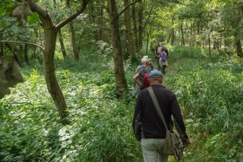 Mensen wandelen door een groen bospad omgeven door hoge bomen en weelderige begroeiing.