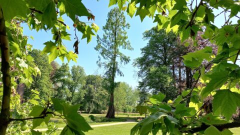 Boomrijke park met een pad, omlijst door groene bladeren onder een heldere blauwe hemel.