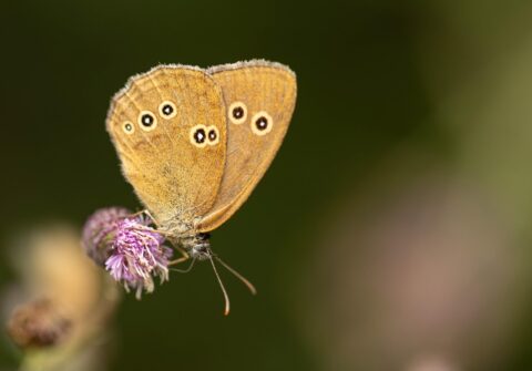 Bruine vlinder met oogvlekken zit op een paarse bloem tegen een wazige groene achtergrond.