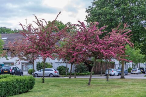 Straat met bloeiende roze bomen, geparkeerde auto's en huizen op achtergrond.