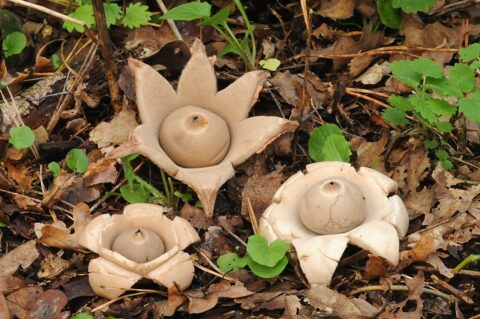 Drie aardsterren paddenstoelen op vochtige grond, omringd door bladeren en kleine groene planten.