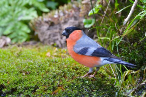 Vink op gras in natuurlijke omgeving met heldere oranje, grijze en zwarte veren.