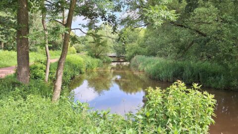 Weelderig groen landschap met bomen en een rustige rivier, onder een heldere blauwe hemel.