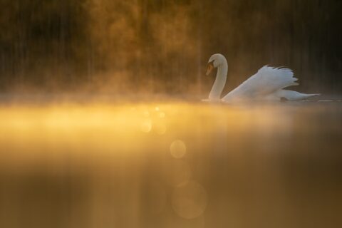 Een zwaan zwemt in het gouden ochtendlicht met mist op het water.