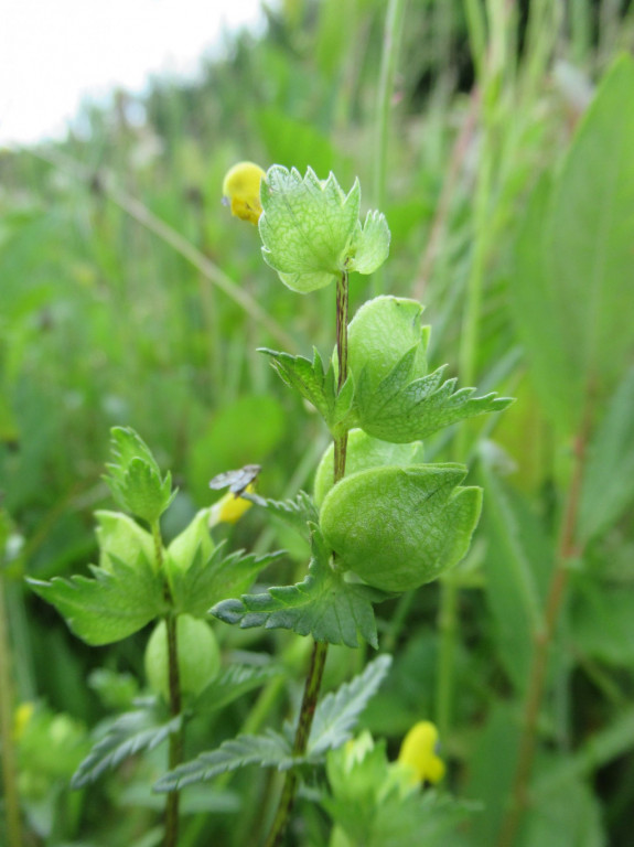 grote ratelaar snelle loop 