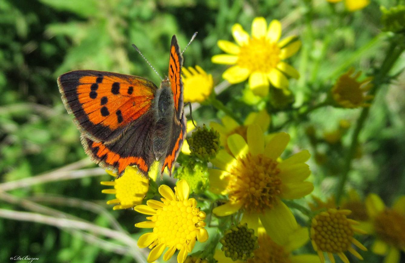 Vlinderinventarisatie 2020