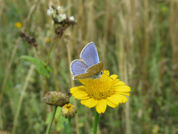 icarusblauwtje j. renders 