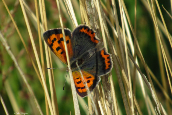 kleine vuurvlinder j. renders 