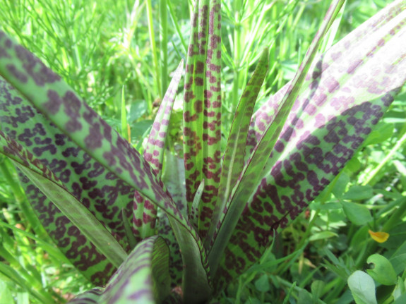 Gevlekte rietorchis 