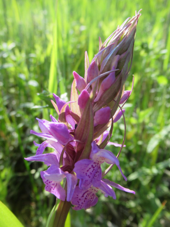 Rietorchis 