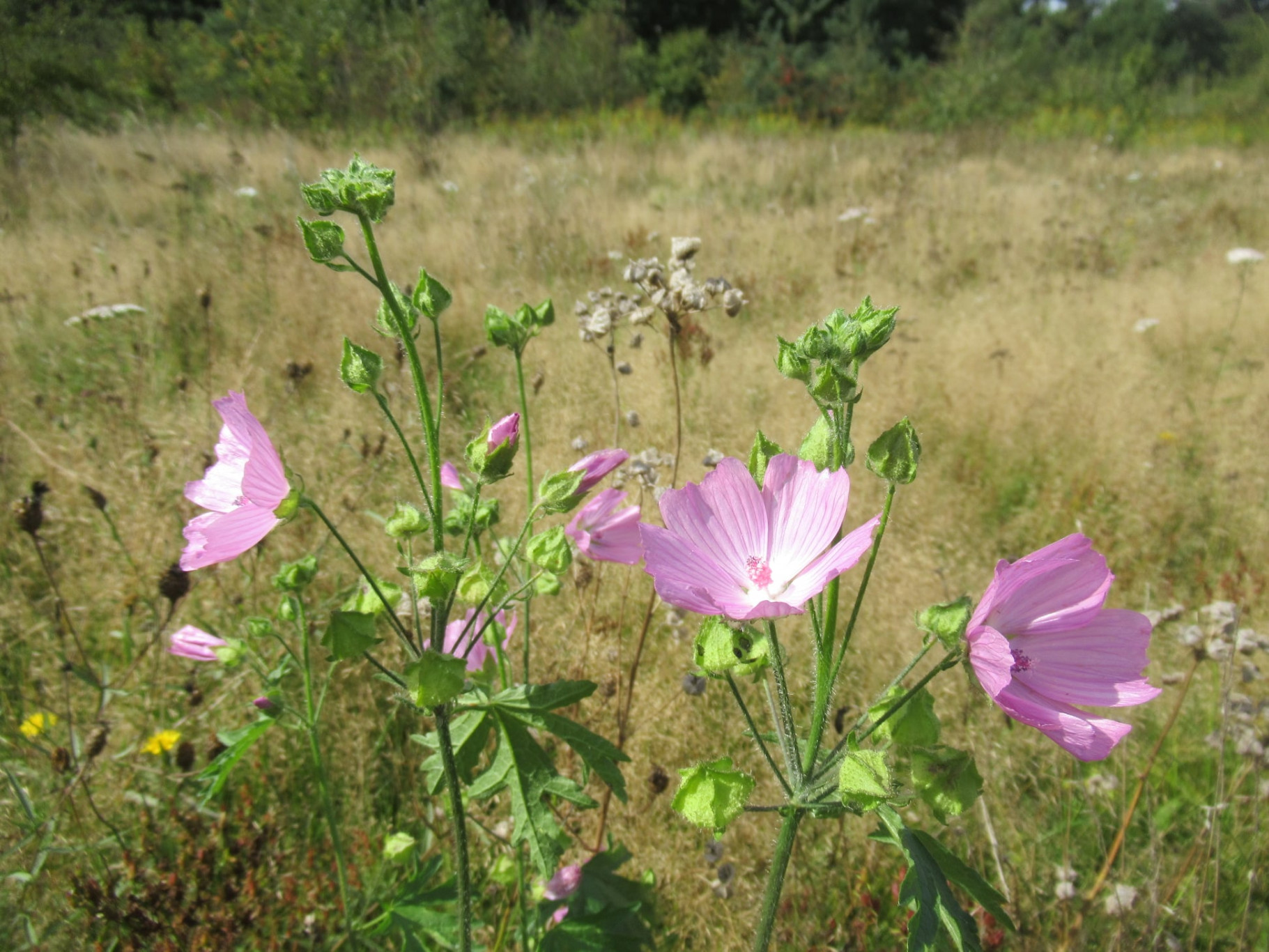 Agenda plantenwerkgroep