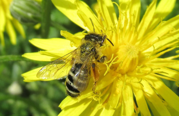 Grasbij 