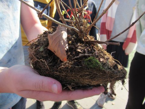 Basisschool kinderen in Gemert-Bakel planten vlinderstruiken