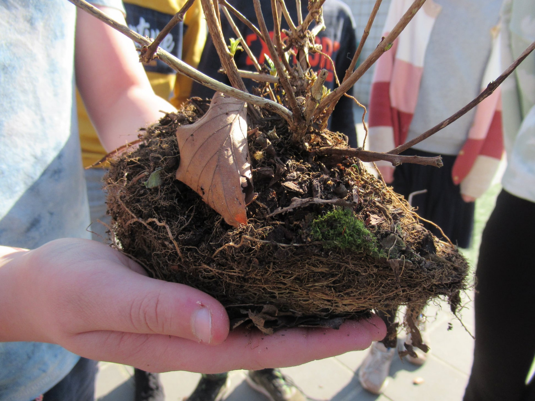Basisschool kinderen in Gemert-Bakel planten vlinderstruiken