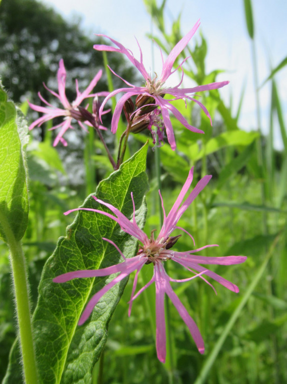 echte koekoeksbloem 