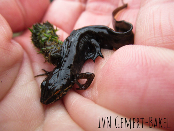 salamander 