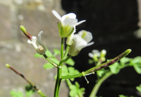Cardamine graeca hauwtje 