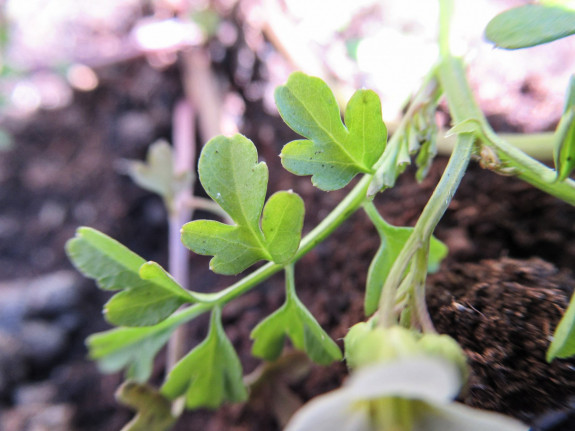 Cardamine graeca blad 