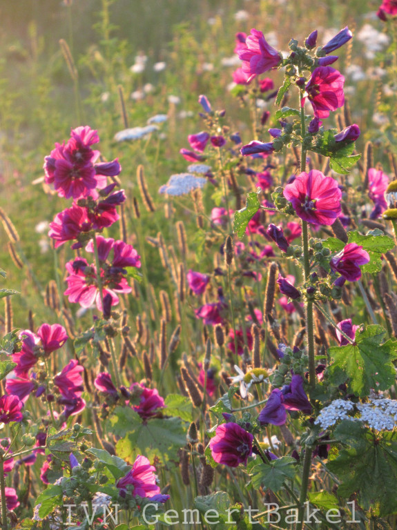 wilde planten gemert-bakel IVN herkennen 