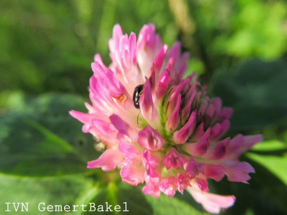 wilde planten gemert-bakel IVN herkennen 