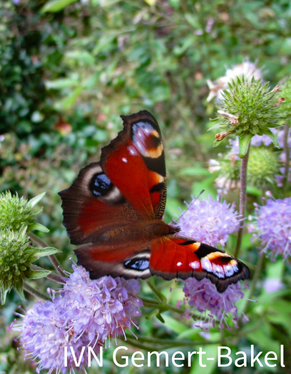 vlinders kinderen natuur natuurbeleving 