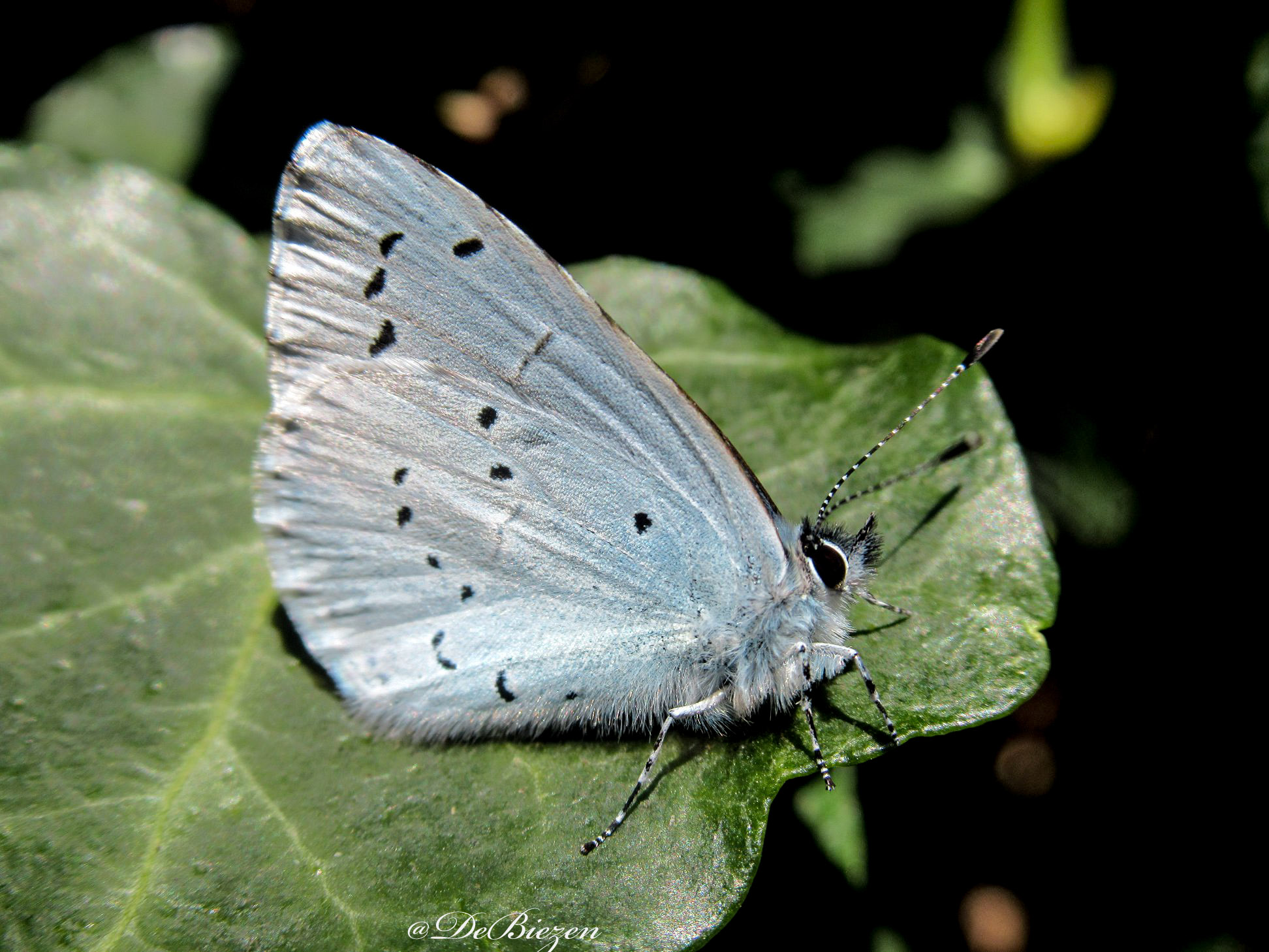 De boomblauwtjes vliegen weer