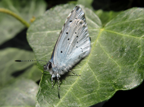 vlinders biodiversiteit gemert-bakel boomblauwtje klimop hedera 