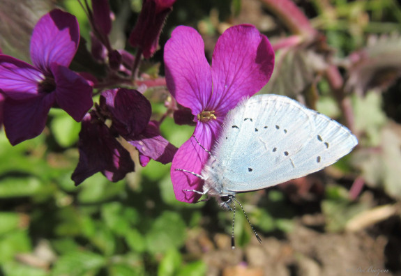 biodiversiteit gemert-bakel boomblauwtje 