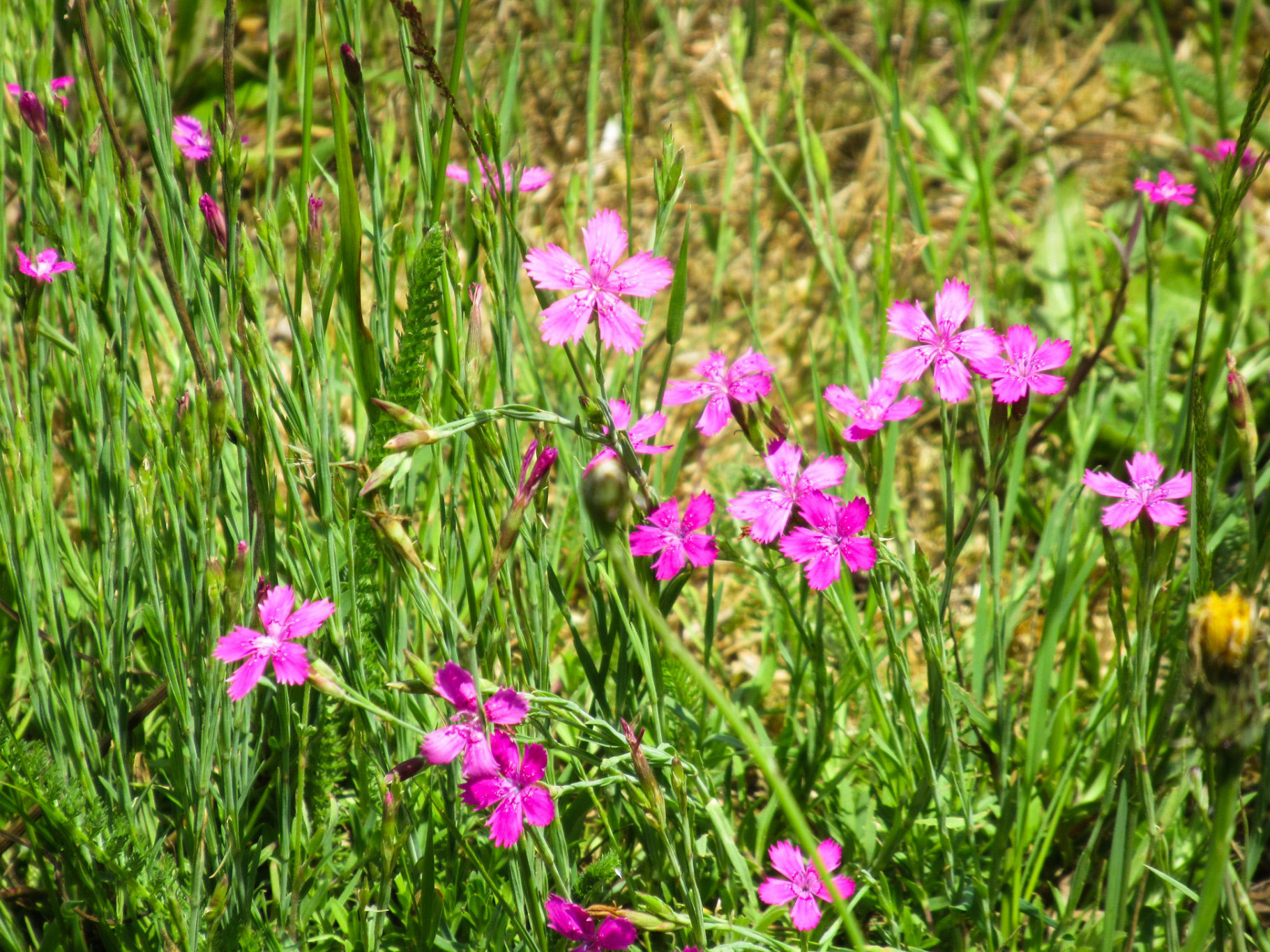 Bijeenkomsten van de Plantenwerkgroep IVN Gemert-Bakel 2021