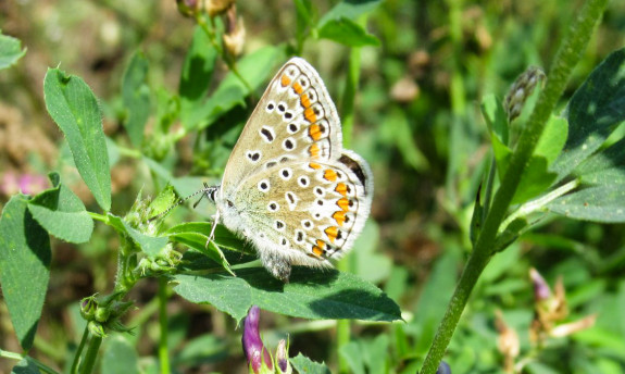 icarusblauwtje j. renders 