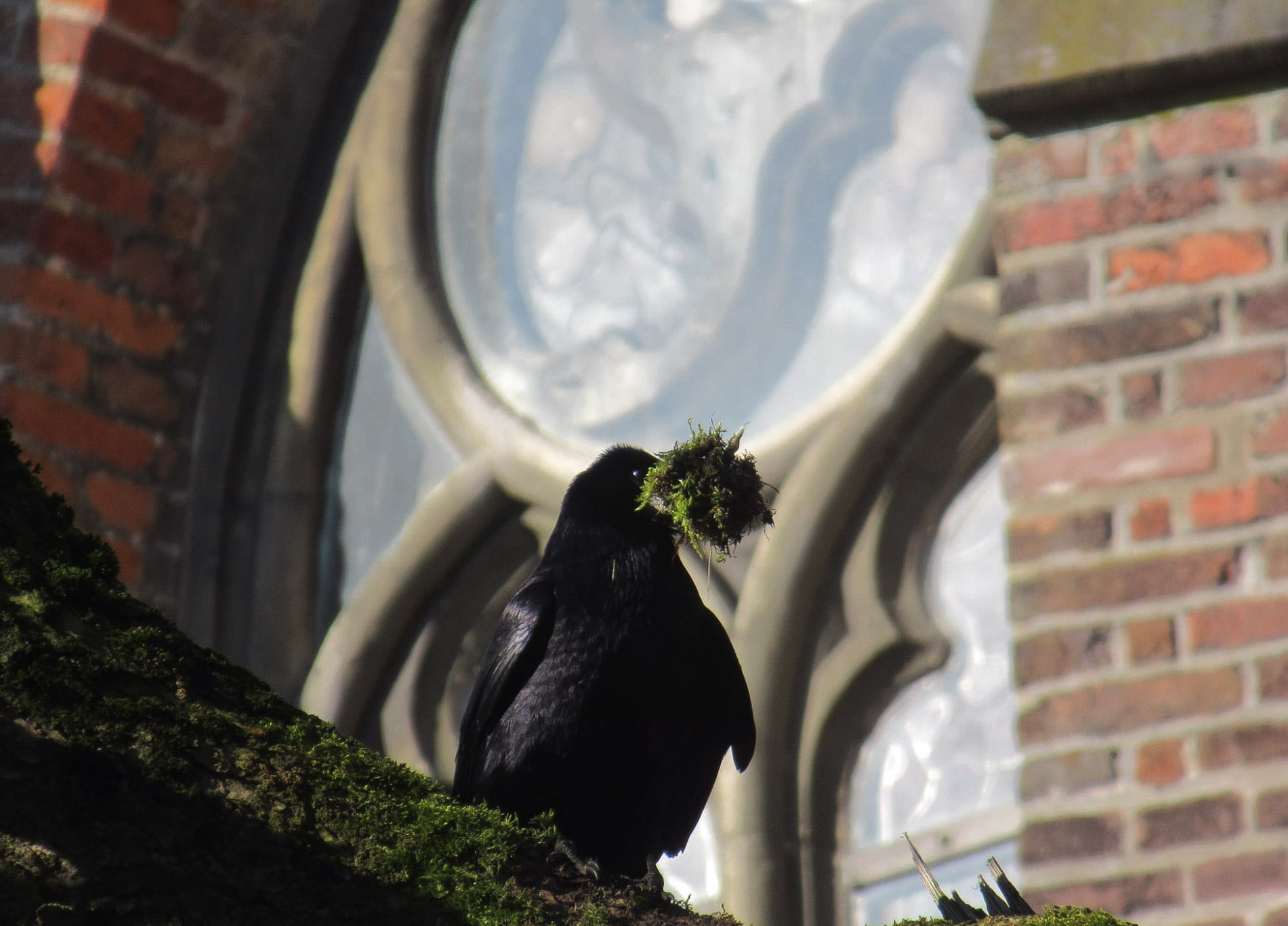 Bijeenkomsten Vogelwerkgroep